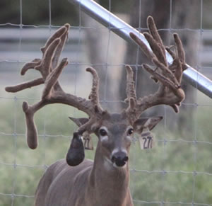 deer fence construction