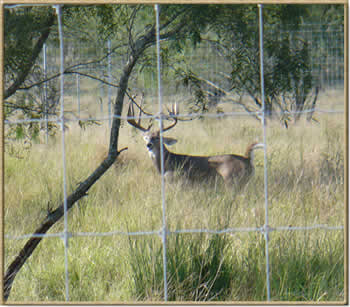 deer fence company
